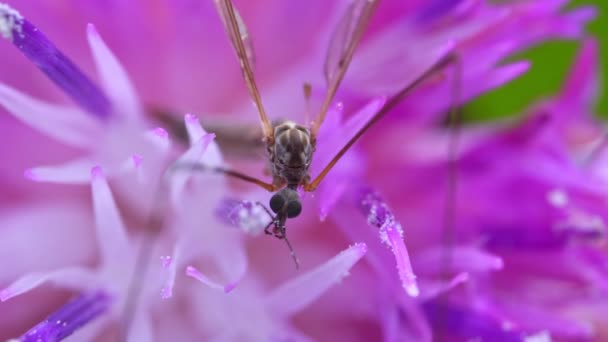 Macro Vista Guindaste Voar Sobre Flor Rosa Tipula Maxima — Vídeo de Stock