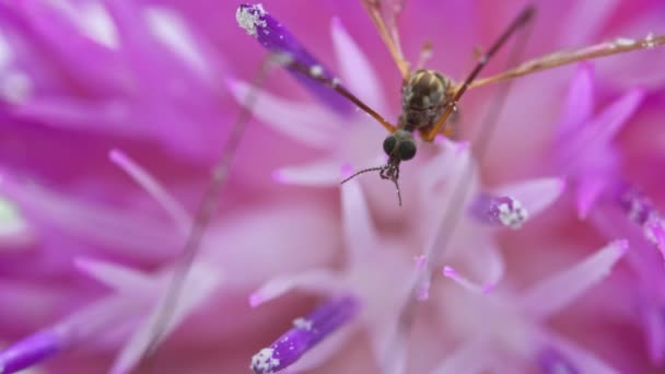 Makro Widok Crane Mucha Różowy Kwiat Typula Maxima — Wideo stockowe