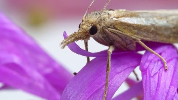 Macro Shot Van Een Mot Met Een Proboscis — Stockvideo