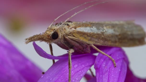 Macro Shot Van Een Mot Met Een Proboscis — Stockvideo