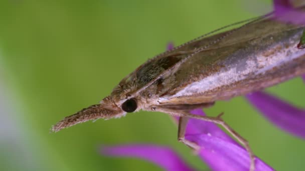 Makro Strzał Ćmy Proboscis — Wideo stockowe