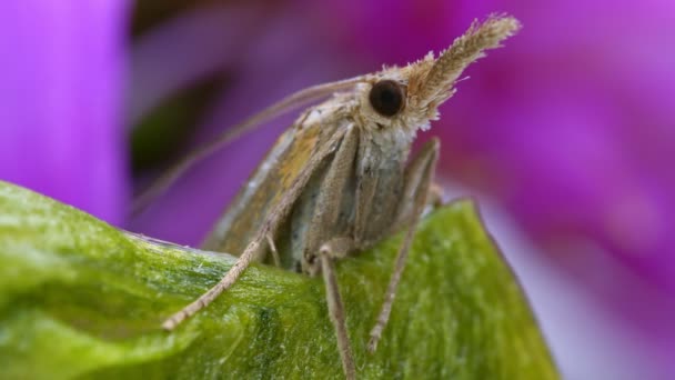 Makro Strzał Ćmy Proboscis — Wideo stockowe