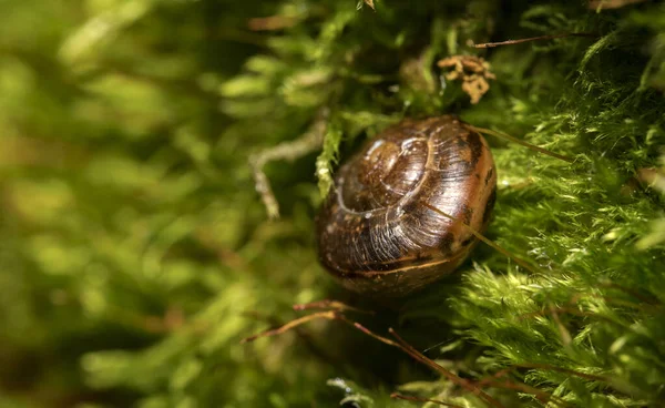 Macro Tiro Caracol Musgo Helix Pomatia — Fotografia de Stock