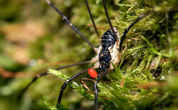 Macro Shot Forest Spider Parasitic Mite His Body — Stock Photo, Image