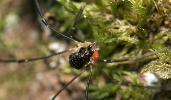 Macro Shot Forest Spider Parasitic Mite His Body — Stock Photo, Image