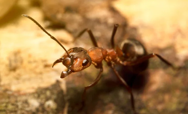 Macro Shot Red Wood Ant Formica Rufa — Stock Photo, Image