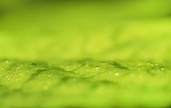 麦片绿叶和雨滴 适合背景 — 图库照片