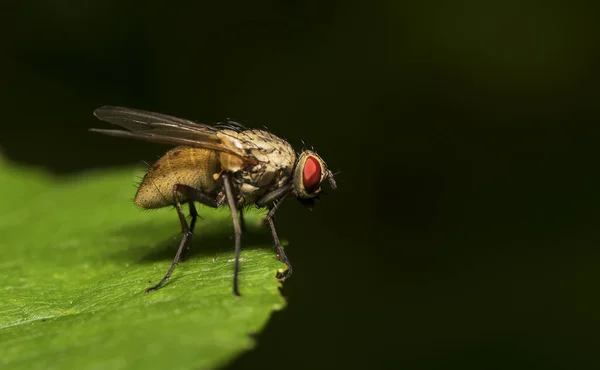 Macro Tiro Carne Voar Folha Sarcófago — Fotografia de Stock