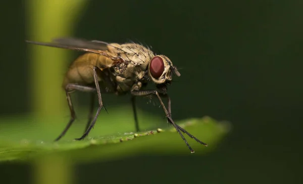 Makro Ujęcie Muchy Liściu Sarkofagi — Zdjęcie stockowe