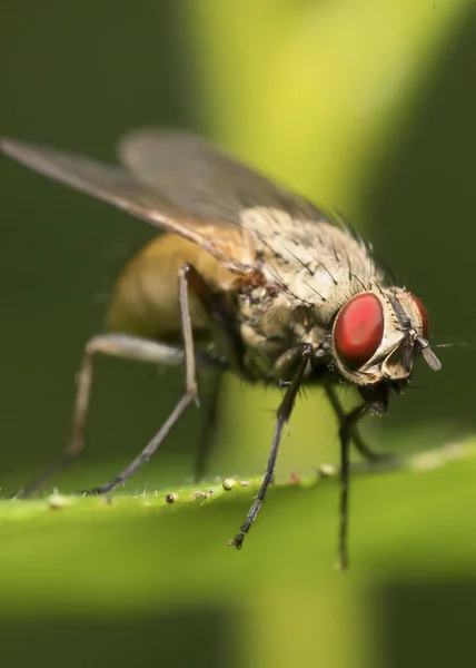 肉豆蔻在叶子上飞舞 Sarcophagidae — 图库照片