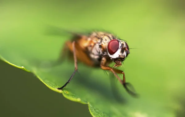 肉豆蔻在叶子上飞舞 Sarcophagidae — 图库照片