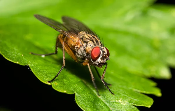 肉豆蔻在叶子上飞舞 Sarcophagidae — 图库照片