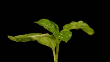 Siyah arkaplanda fesleğenin makro görünümü.