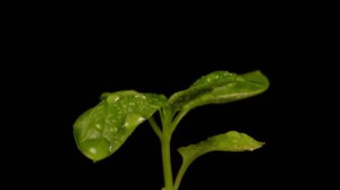 Siyah arkaplanda fesleğenin makro görünümü.