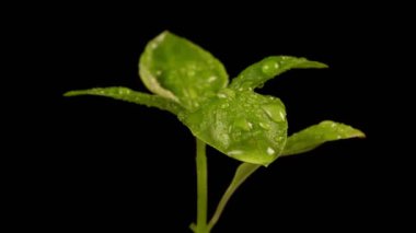 Siyah arkaplanda fesleğenin makro görünümü.