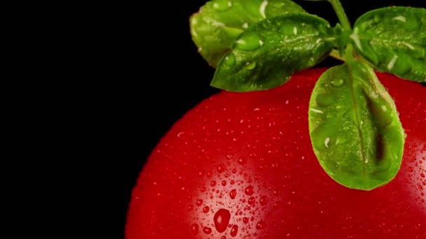バジルの葉とぬれたトマトのマクロビュー — ストック動画