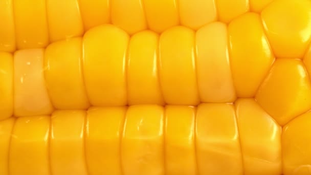 Macro View Fresh Raw Corn Texture — Stock Video