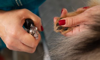 Kuaförde Pomeranian köpeğinin pençelerini kesmek.