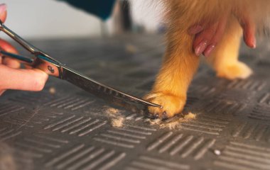 Kuaförde Pomeranian köpeğinin saç kesimi.