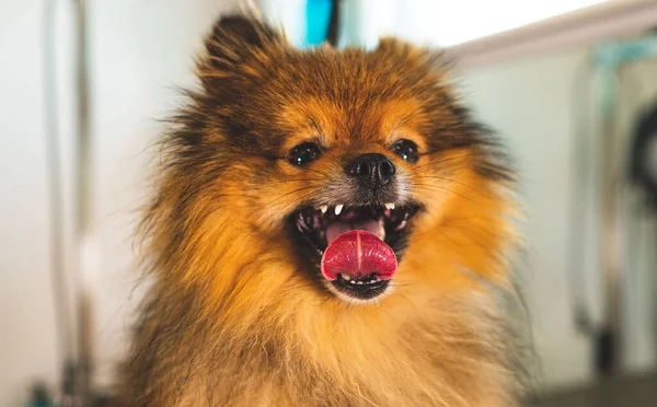 Porträtt Pommerska Hund Grooming Salong — Stockfoto