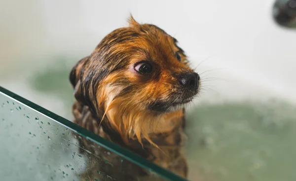 Perro Pomeraniano Asustado Baño Salón Aseo —  Fotos de Stock