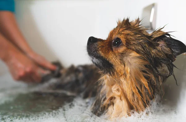 浴室にいるポメラニア犬 グルーミングサロン — ストック写真