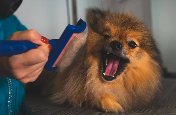 Borsta Den Pommerska Hunden Grooming Salong — Stockfoto