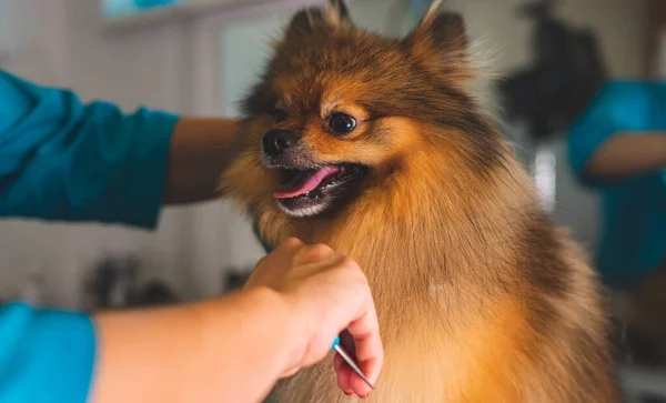 Szczotkowanie Psa Pomeranian Salonie Pielęgnacyjnym — Zdjęcie stockowe
