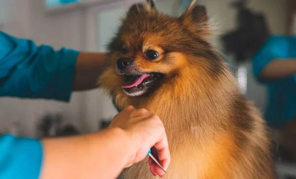 Cepillar Perro Pomerano Salón Aseo —  Fotos de Stock