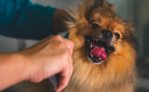 Borsta Den Pommerska Hunden Grooming Salong — Stockfoto
