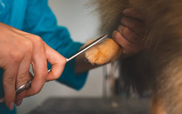 Hårklippning Pommerska Hund Grooming Salong — Stockfoto