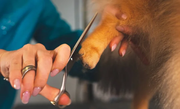 Hårklippning Pommerska Hund Grooming Salong — Stockfoto