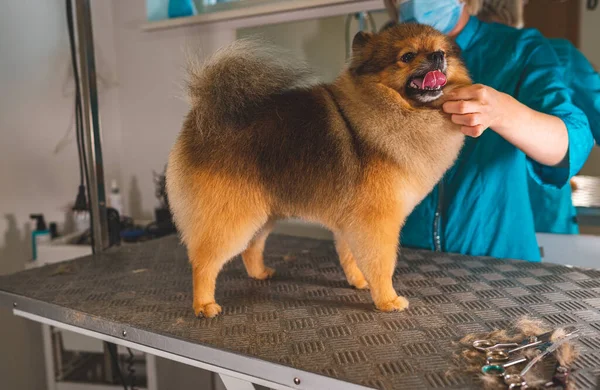 Worker of grooming salon evaluates her work.