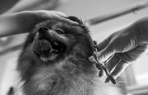 Coupe Cheveux Chien Poméranien Dans Salon Toilettage — Photo