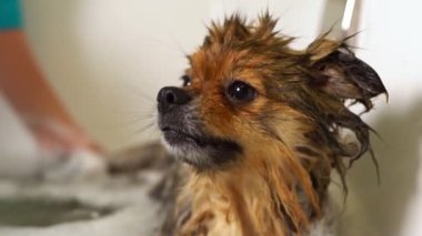 Pomeranya köpeği banyoda. Bakım salonu.