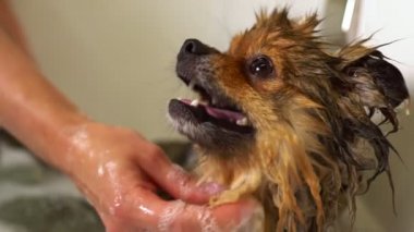 Pomeranya köpeği banyoda. Bakım salonu.