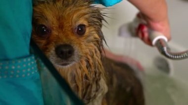 Pomeranya köpeği banyoda. Bakım salonu.