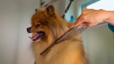 Kuaförde Pomeranian köpeğini fırçalamak.