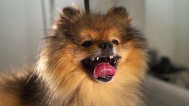 Pomeranian köpeğinin kuafördeki portresi.