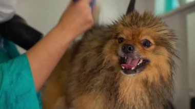 Kuaförde Pomeranian köpeğini fırçalamak.