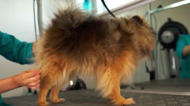 Kadın kuaförde Pomeranian köpeğini teftiş ediyor.