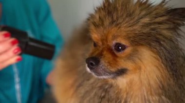Kuaförde yıkandıktan sonra köpek kılı kurutan bir işçi..