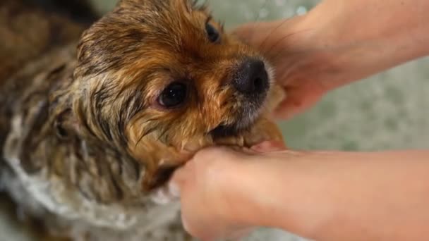 浴室にいるポメラニア犬 グルーミングサロン — ストック動画