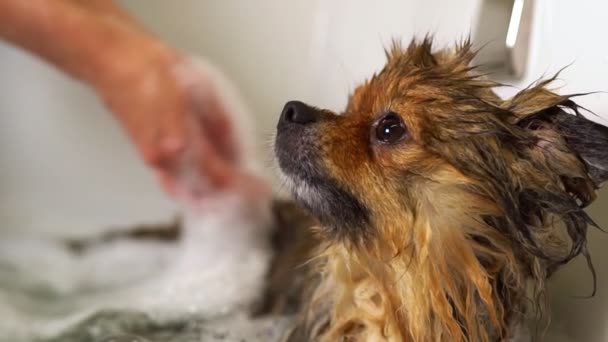 波美拉尼亚狗在浴室里美容院 — 图库视频影像