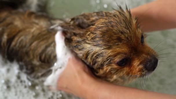 Pomerániai Kutya Fürdőszobában Grooming Szalon — Stock videók