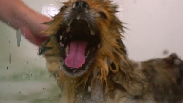 浴室にいるポメラニア犬 グルーミングサロン — ストック動画