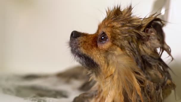 Pommerscher Hund Badezimmer Gepflegter Salon — Stockvideo