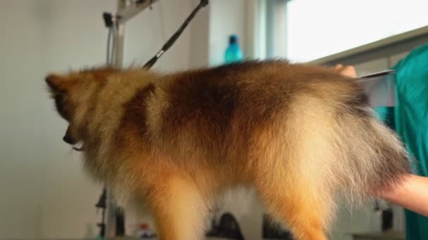 Βούρτσισμα Του Σκύλου Pomeranian Στο Σαλόνι Καλλωπισμού — Αρχείο Βίντεο