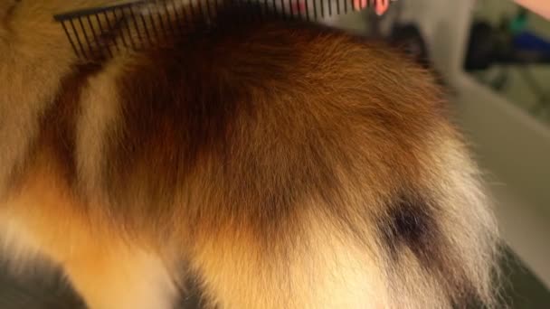 Poetsen Van Pomeranian Hond Grooming Salon — Stockvideo