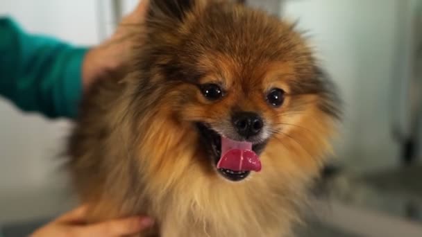 Vrouw Inspecteren Pomeranian Hond Grooming Salon — Stockvideo